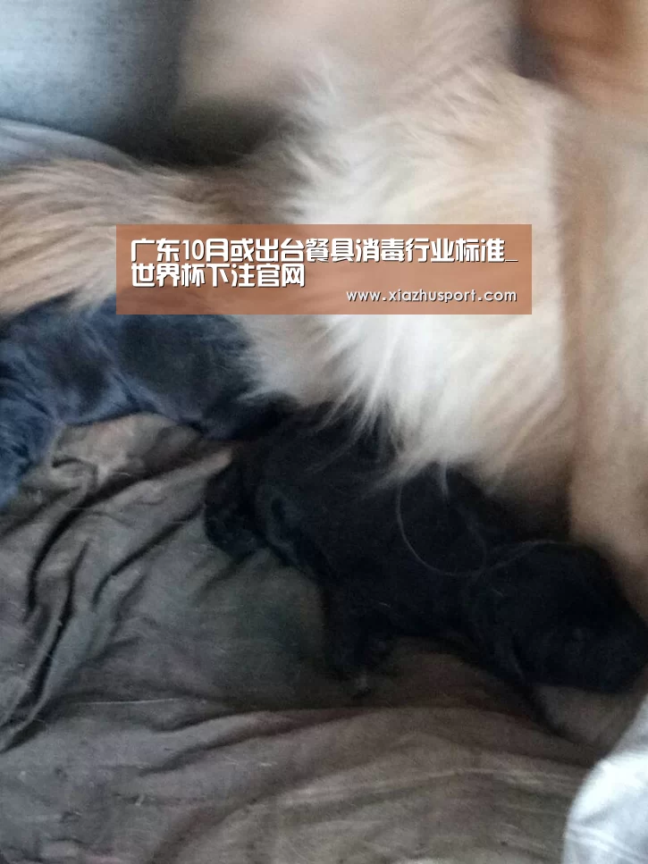 广东10月或出台餐具消毒行业标准_世界杯下注官网(图2) 2026世界杯投注站