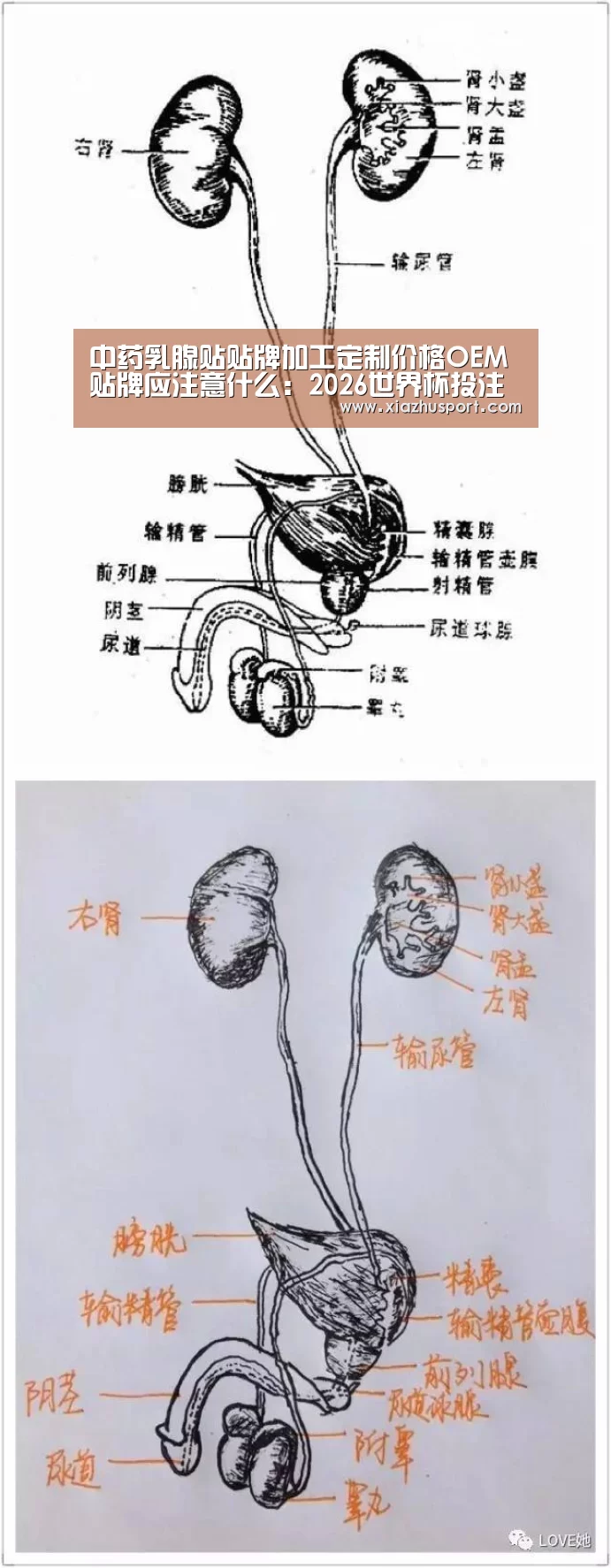 中药乳腺贴贴牌加工定制价格OEM贴牌应注意什么:2026世界杯投注站官网(图2) 世界杯买球